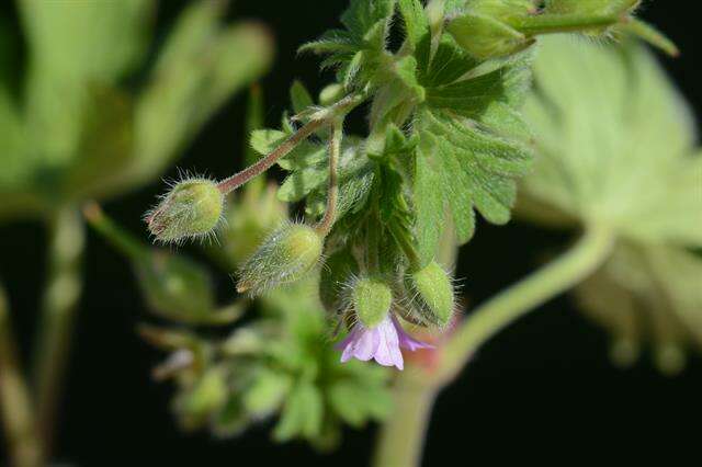 Image of geranium