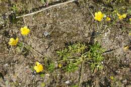 Image of creeping buttercup