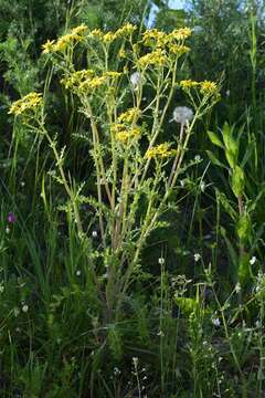 Plancia ëd Senecio vernalis Waldst. & Kit.