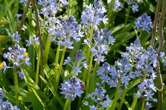 Image of Bluebells