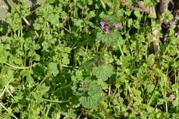 Lamium confertum Fr.的圖片