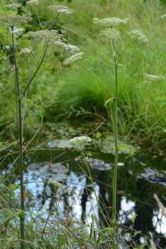 Image of angelica