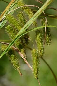 Image of Cyperus Sedge