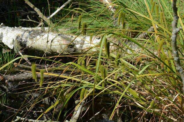 Image of Cyperus Sedge