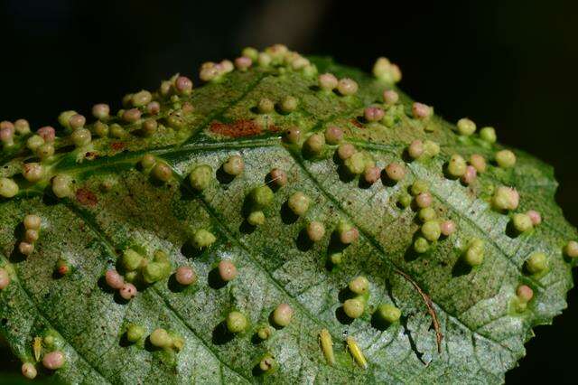 Sivun <i>Eriophyes laevis</i> kuva