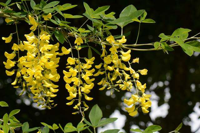 Image of Common Laburnum