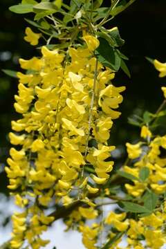 Image of Common Laburnum