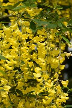 Image of Common Laburnum