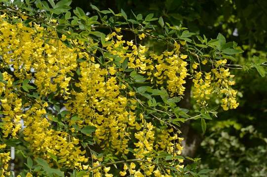 Image of Common Laburnum