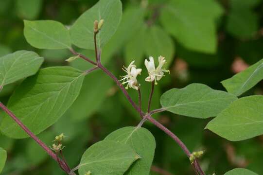 Image of honeysuckle