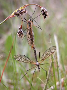 Image of Tipula (Pterelachisus) varipennis Meigen 1818