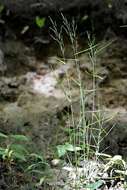 Image of Meadow Grasses