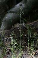 Image of Meadow Grasses