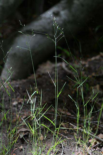 Image of Meadow Grasses