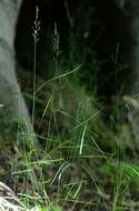 Image of Meadow Grasses