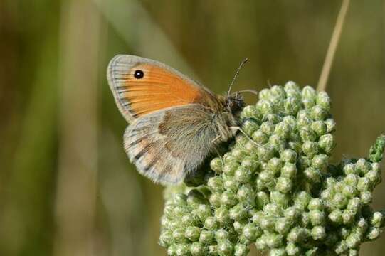 Image of Ringlets