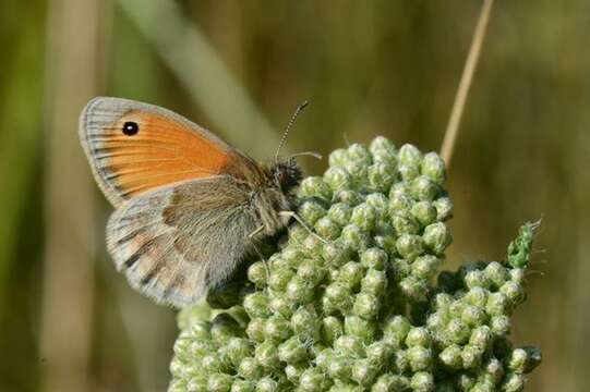 Image of Ringlets