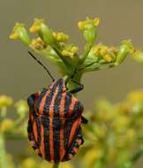 Image of <i>Graphosoma lineatum</i>