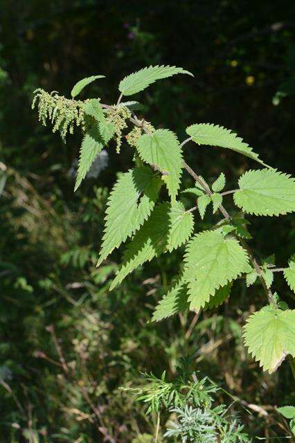 Image of nettle