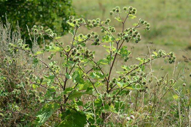 Arctium lappa L. resmi