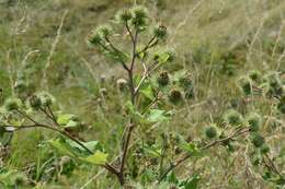 Arctium lappa L. resmi