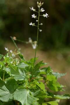 Image of enchanter's nightshade