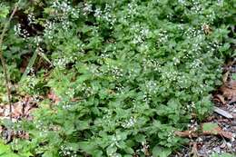 Image of enchanter's nightshade