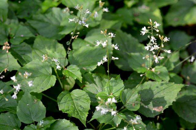 Plancia ëd Circaea intermedia Ehrh.