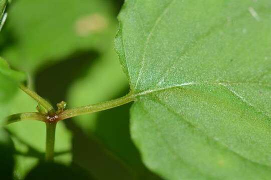 Image of enchanter's nightshade