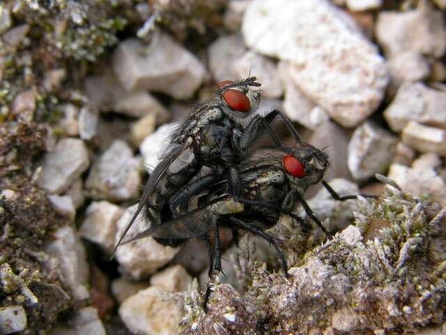 Image of flesh flies