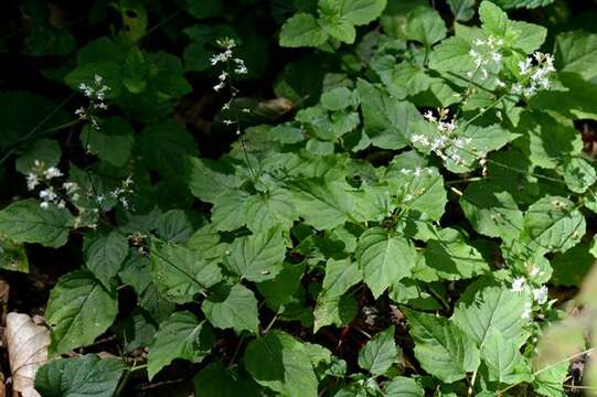 Image of enchanter's nightshade