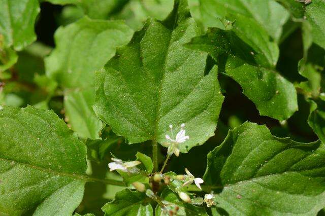 Image of enchanter's nightshade