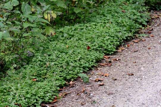 Image of enchanter's nightshade