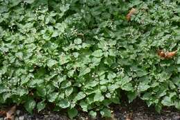 Image of enchanter's nightshade