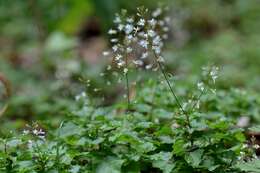 Image of enchanter's nightshade