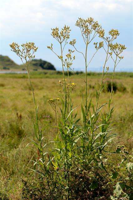 Image de Sonchus