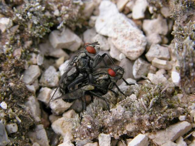 Image of flesh flies