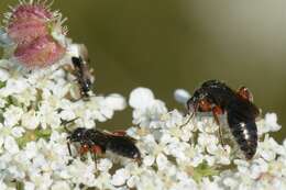 Image of tiphiid wasps
