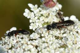 Image of tiphiid wasps