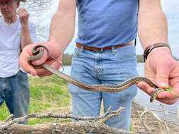 Sivun Thamnophis sirtalis semifasciatus (Cope 1892) kuva