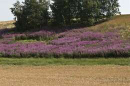 Imagem de Epilobium angustifolium L.