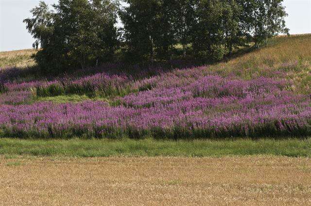 Imagem de Epilobium angustifolium L.