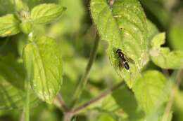 Image of Platycheirus