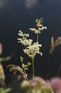 Plancia ëd Filipendula