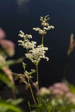 Image de Filipendula