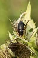 Image of black beetle