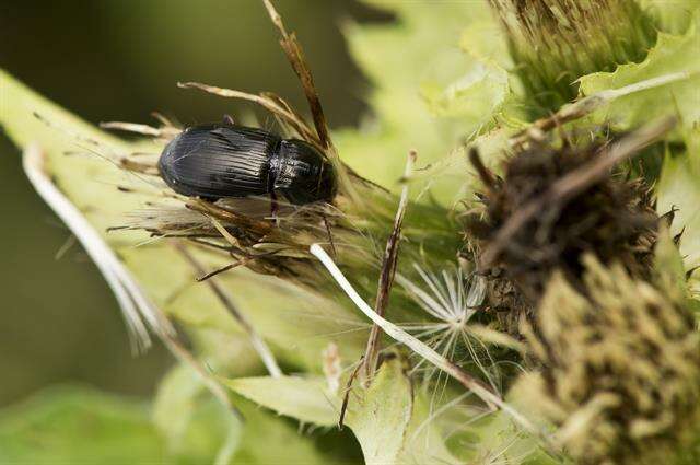 Image of black beetle