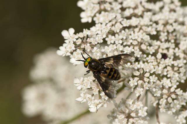 Image of Chrysops