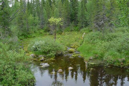 Image of Northern Golden-Saxifrage