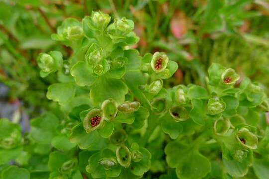 Image of Northern Golden-Saxifrage